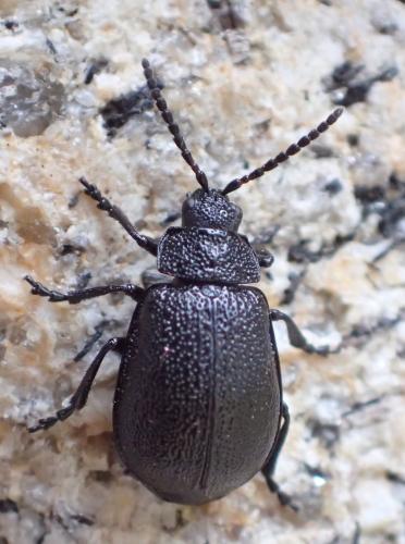 Réf. 266 360 : Galeruca tanaceti
